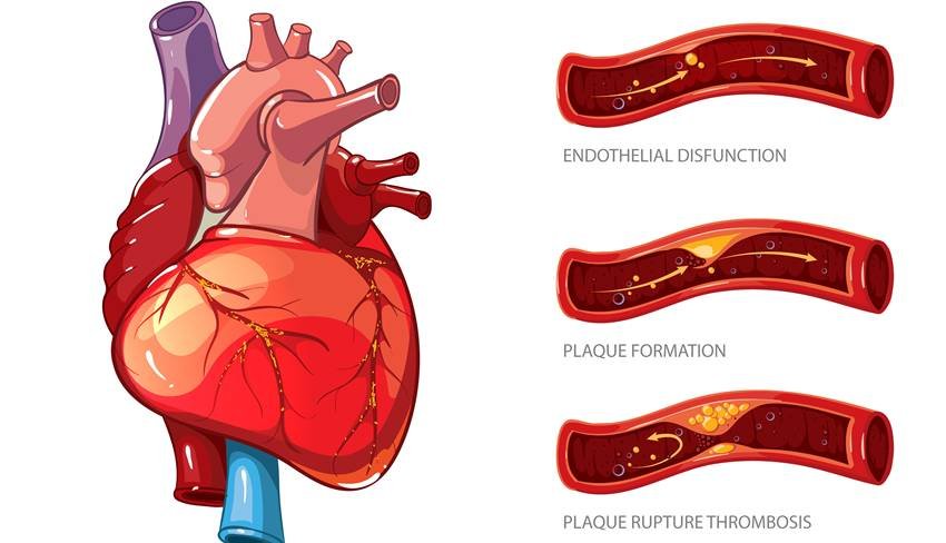 Ayurvedic herbs for blood circulation