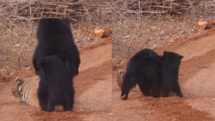 Bear Viral Video, Viral Video, Trending News