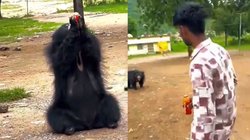 जंगली भालू शख्स ने पिला दी कोल्ड ड्रिंक, Video Viral होने पर गुस्साए यूजर्स, कहा – इसे गिरफ्तार करो