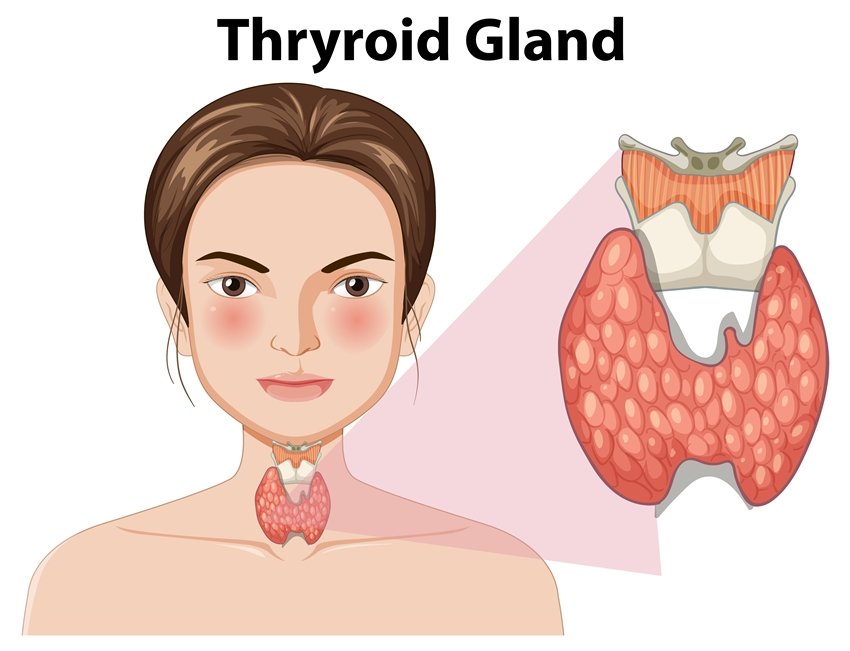Thyroid Gland Anatomy Illustration