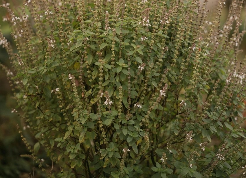 Best Herbs to Add to Your Daily Diet for Better Health