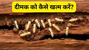 Best Home Remedies for Termites | What kills termites home remedies | How to get rid of termites permanently