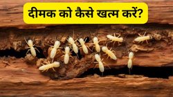 दीमक का परमानेंट इलाज! लकड़ी के फर्नीचर में इस तरह लगाएं नीम-लौंग, काम आएंगे ये घरेलू नुस्खे