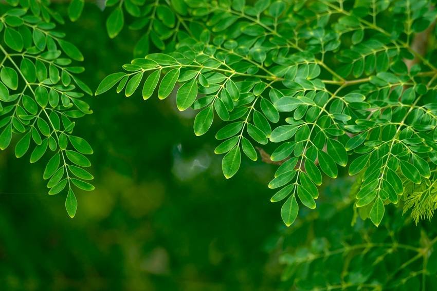 Moringa tea benefits