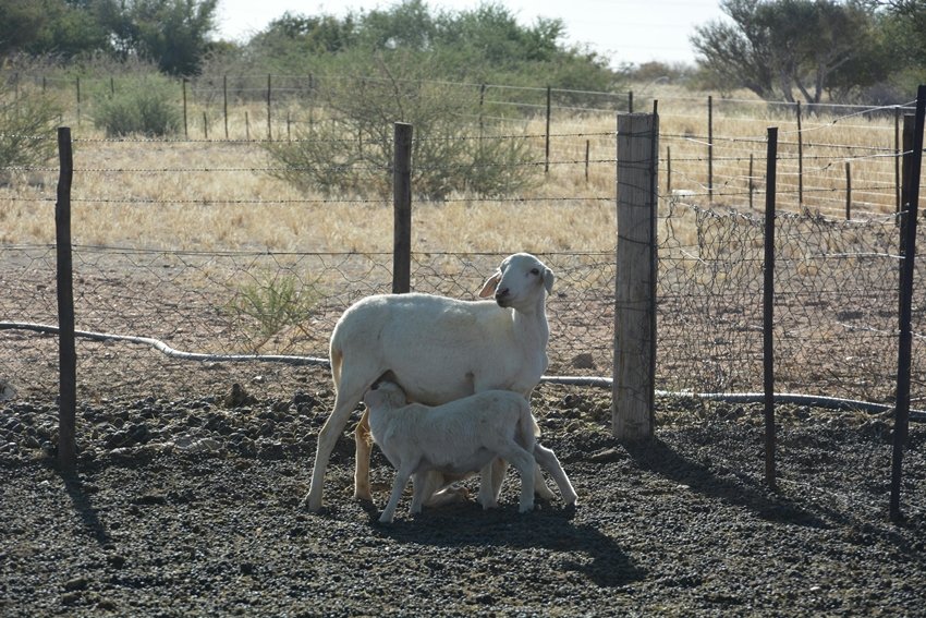 Boost Immunity Digestion and Skin Health with Goat Milk