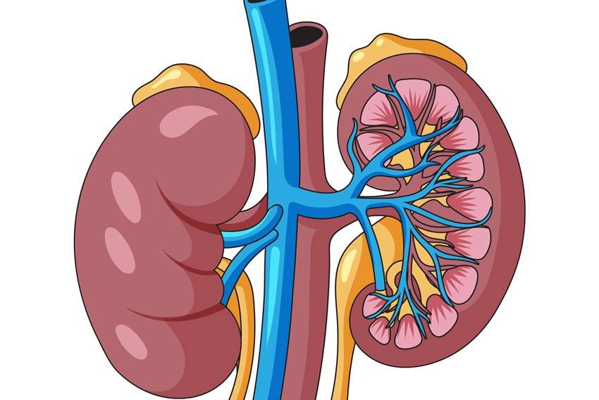 Lauki side effects for kidney patients
