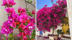 Bougainvillea Plant, How to grow bougainvillea plant , bougainvillea ka paudha