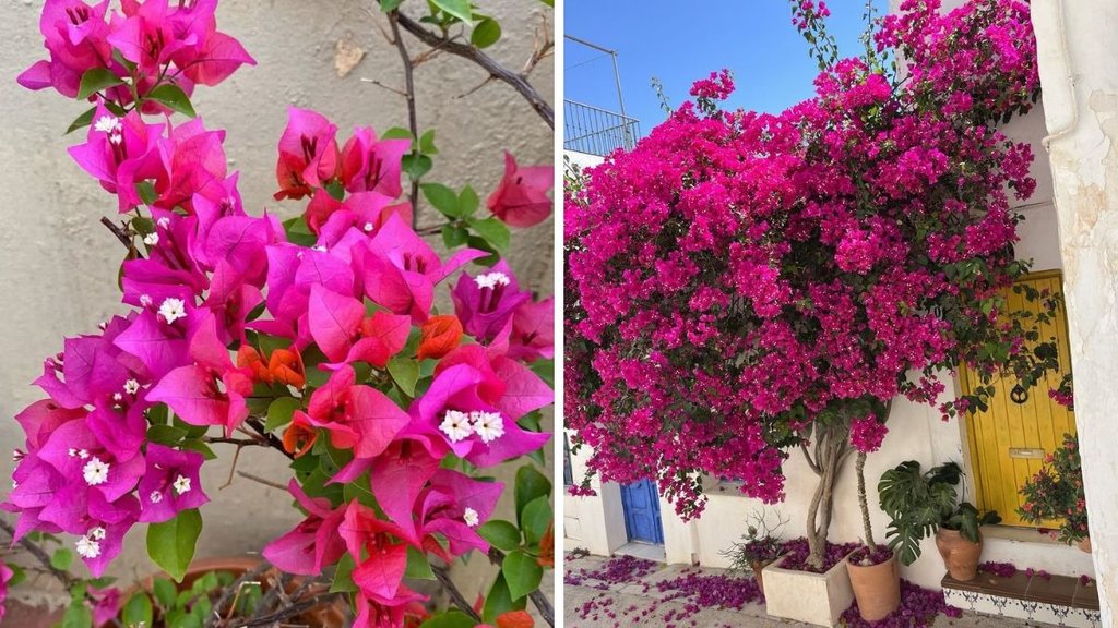 Bougainvillea Plant, How to grow bougainvillea plant , bougainvillea ka paudha