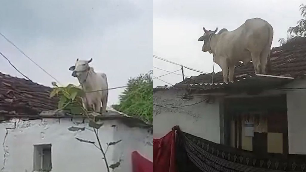 bull climbs house roof, Telangana, bull viral video