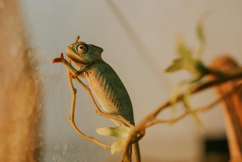 Chameleon Skin Secrets Why and How They Shift Colors