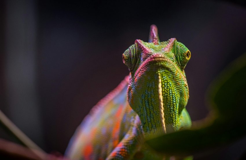 Chromatophores and Crystals The Real Magic in Chameleon Skin
