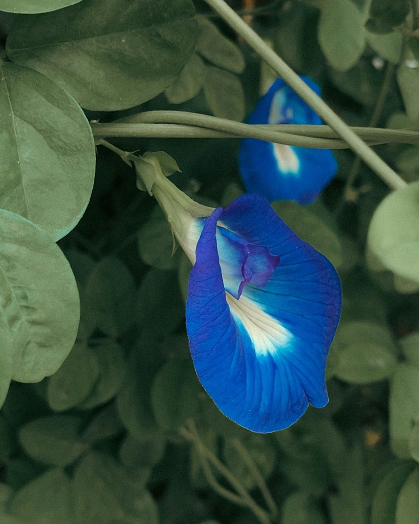 Clitoria ternatea