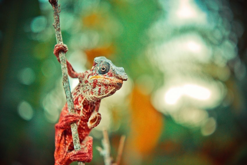 Color Change in Chameleons More Than Just a Survival Trick