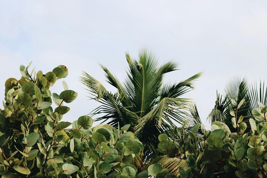 Do Plants Feel Pain and Fear
