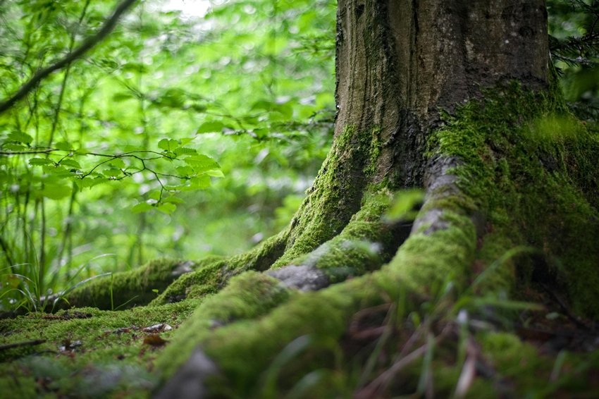 Do Plants Really Suffer