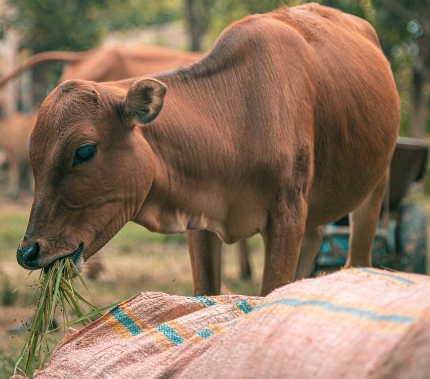 Do not Throw Away Navratri Barley