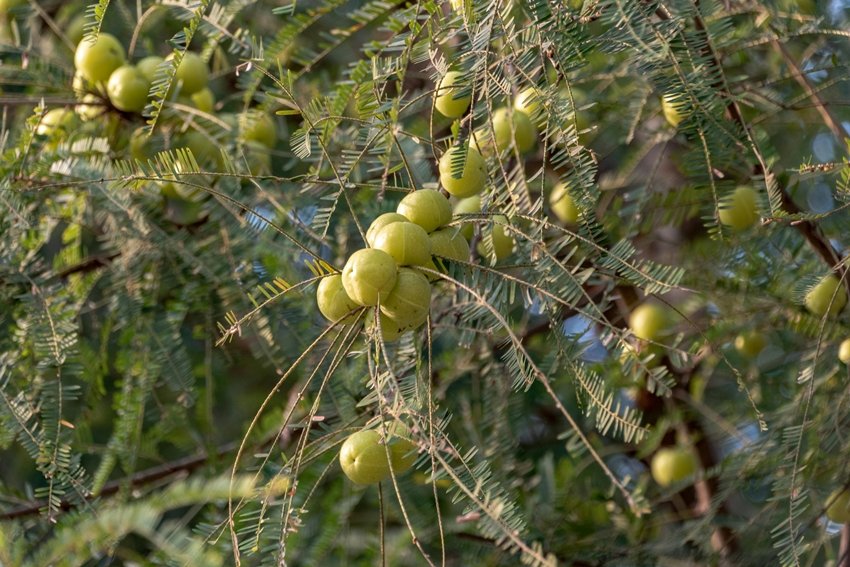 Does Amla Damage Hair Possible Side Effects Revealed