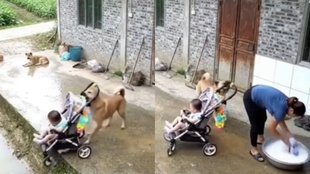 Dog Viral Video, Viral Video, Trending Video