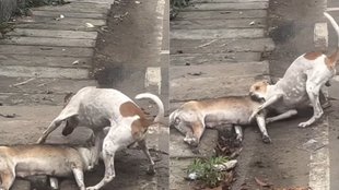 Dog Viral Video, Viral Video, Trending News