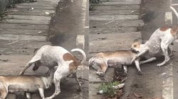 कितने संवेदनशील हैं यह… साथी की मौत के बाद तड़प उठा डॉगी, बार-बार उठाने की करने लगा कोशिश, दिल चीर रहा Viral Video