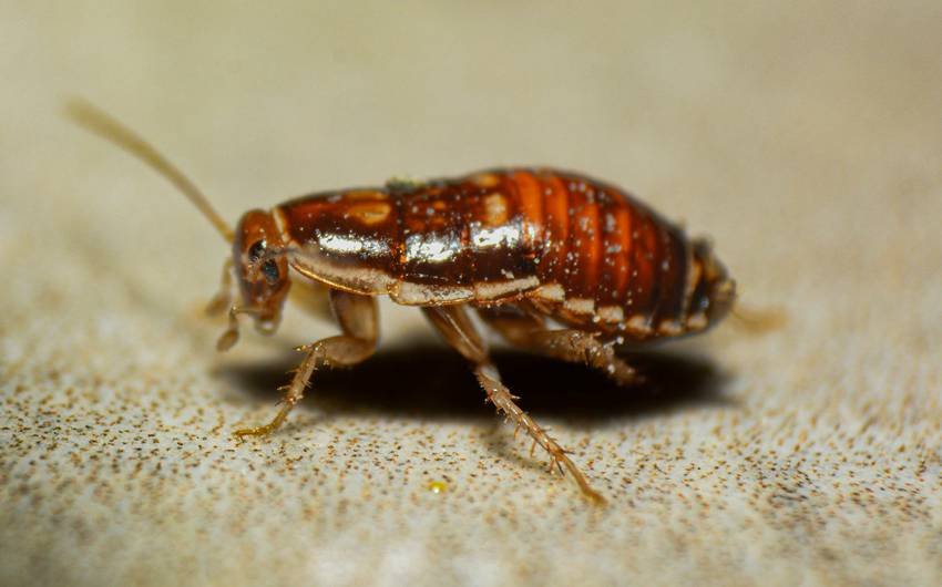 how to eliminate cockroaches naturally