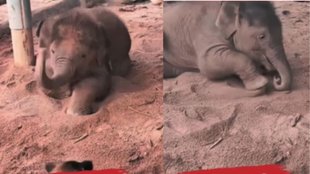 Elephant Baby Viral Video, Viral Video, Viral Instagram Reels