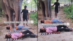 Elephant Viral Video, Viral Video, Trending Video