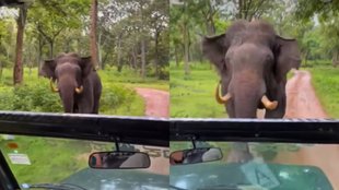 Elephant Viral Video, Viral Video, Trending Video