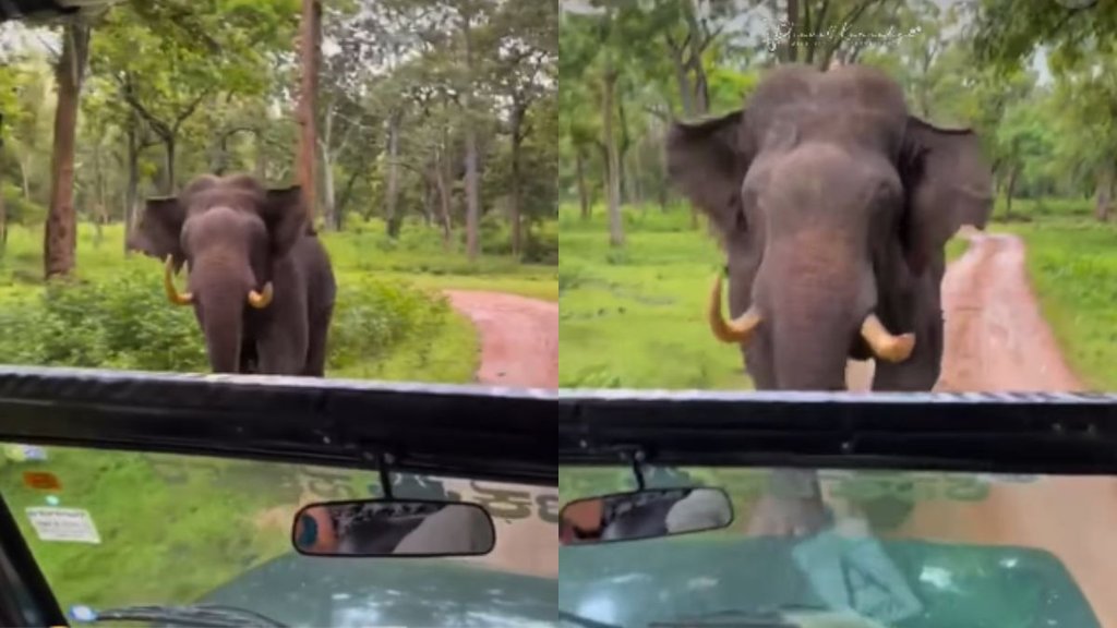Elephant Viral Video, Viral Video, Trending Video
