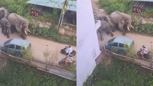 Elephant Viral Video, Viral Video, trending Video