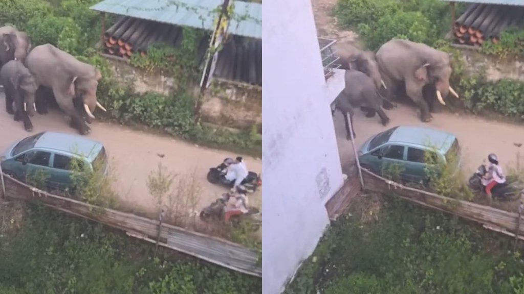 Elephant Viral Video, Viral Video, trending Video
