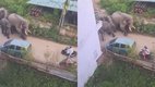 Elephant Viral Video, Viral Video, trending Video