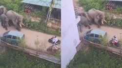 इन्हें भी डर लगता है… स्कूटी से आ रही लड़की को देख हाथियों के झुंड ने बदल लिया रास्ता, Viral Video देख हंस पड़ी इंटरनेट की जनता