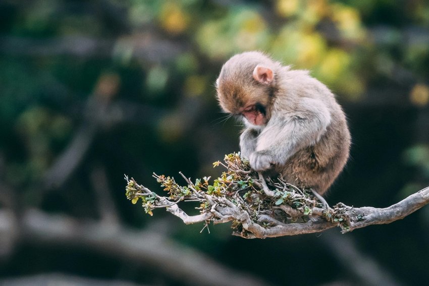 Fascinating Facts About Japanese Macaques