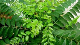Fresh curry Leaves Storage Tips, curry Leaves Storage Tips