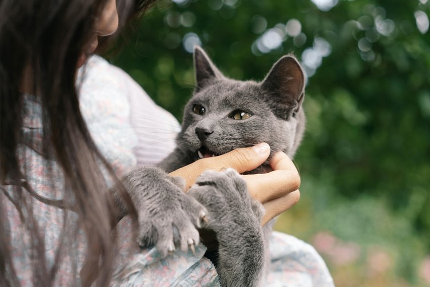 From Dogs to Birds Communicators Decode the Secret World of Pets