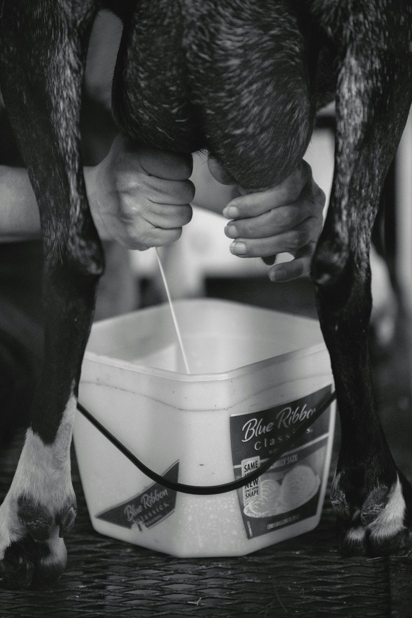 Goat Milk Amazing Health Benefits You Should Know