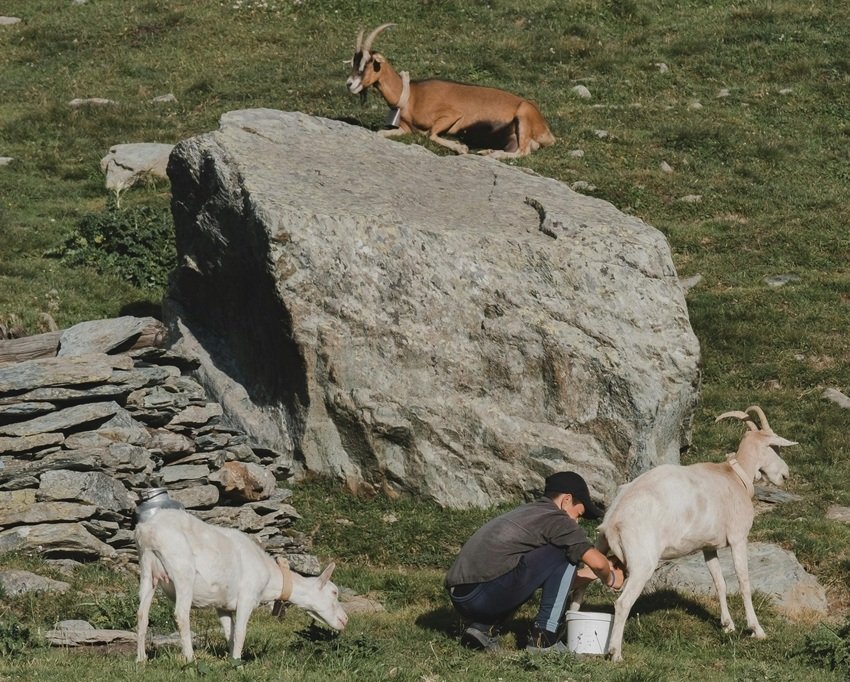 Goat Milk Benefits
