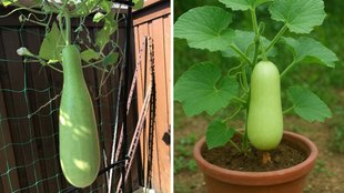 Growing Lauki at Home, growing bottle gourd at home