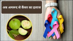 अमरूद से लिवर कैंसर का इलाज! डेलावेयर यूनिवर्सिटी के रिसर्चर्स ने खोजी नई सस्ती और असरदार थेरेपी
