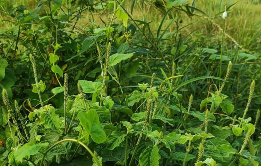Heal Painful Ulcers