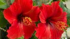 Hibiscus, hibiscus face mask, hibiscus face mask benefits, hibiscus face pack, hibiscus face pack homemade