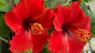 Hibiscus, hibiscus face mask, hibiscus face mask benefits, hibiscus face pack, hibiscus face pack homemade