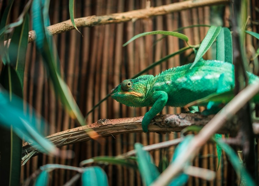 Hidden Science Behind a Chameleon Color Change