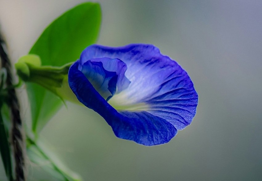 How Aparajita Transforms Your Health Naturally