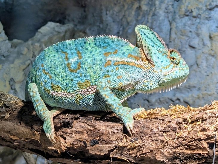 How Do Chameleons Change Color The Science Explained