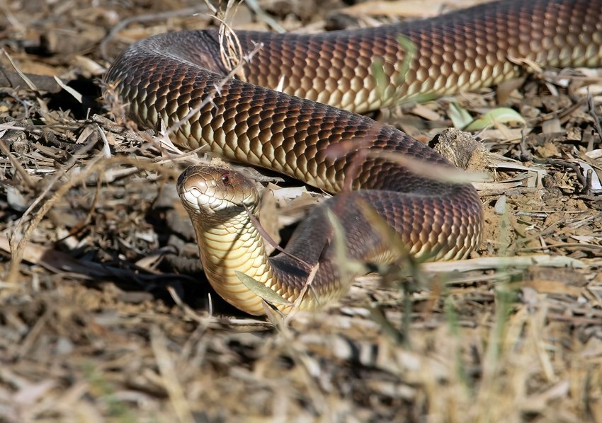 How Mongooses Outsmart Venomous Snakes