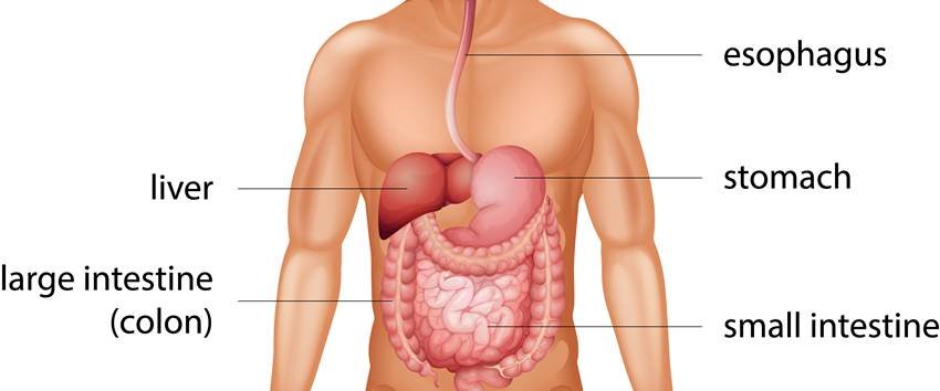 , scientific benefits of fasting,