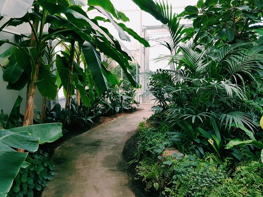 How plants Sense Danger and React