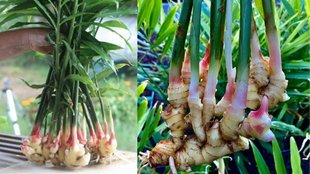 How to Grow Ginger, adrak kaise ugaye, ghar par adrak kaise ugaye in Hindi